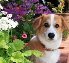 犬が食べると危険な植物とは？ペットにも安全なお庭づくりで気をつけたいポイント
