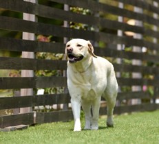 自宅のドッグランにぴったりのフェンスをご紹介！愛犬と楽しく安全に遊べるお庭づくりのポイントとは