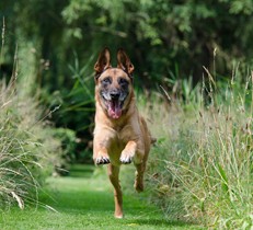 大型犬用ドッグランの作り方とは？活発な愛犬に合ったお庭づくりのポイント