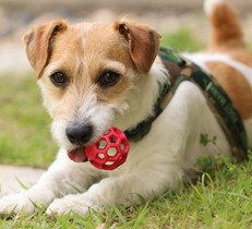 小型犬をお庭で遊ばせるために必要なフェンスの高さとは？