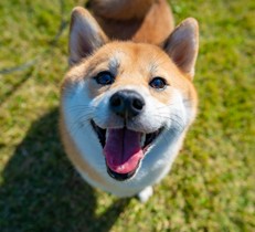 飼い主さんの暮らしやすさにもつながる、愛犬と暮らすお庭づくり事例！①