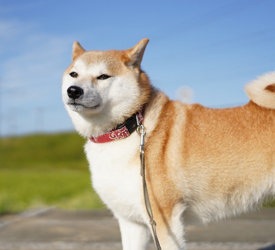 犬種別の散歩時間の目安！お庭での運動もおすすめ