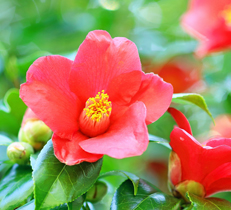 お庭にもおすすめの日本のバラ「ツバキ」