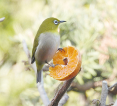 明日からお庭でできる、冬や春の野鳥の招き方