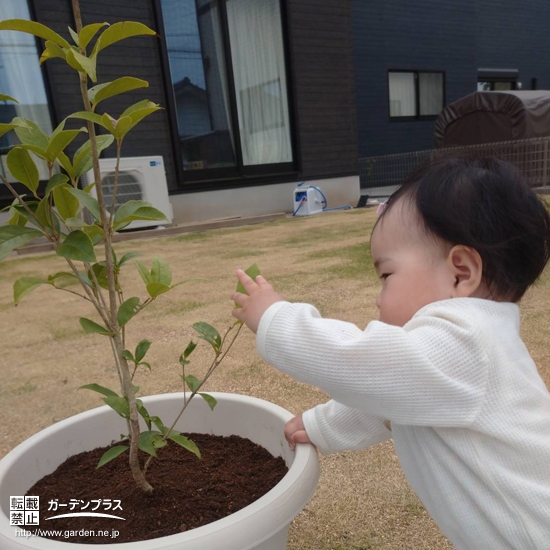 植樹した四季咲きモクセイと記念撮影