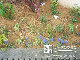 植栽